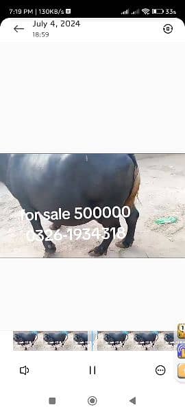 buffalo for sale dimand 500000 2