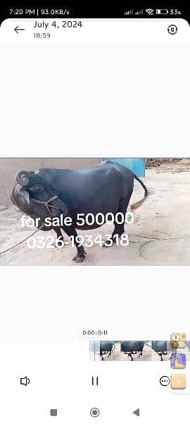 buffalo for sale dimand 500000 3