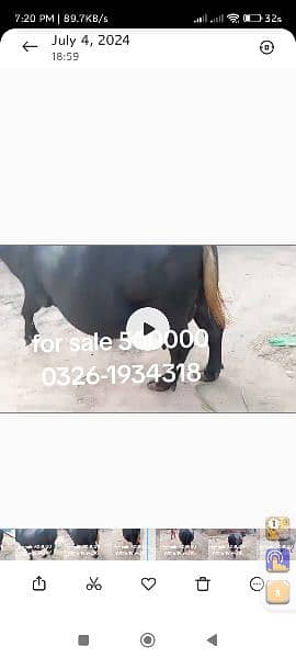 buffalo for sale dimand 500000 4