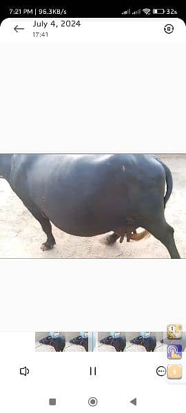 buffalo for sale dimand 500000 5