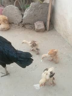 Bharama chicks