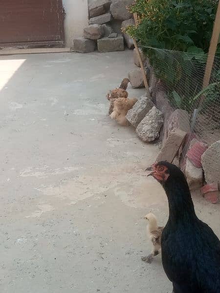 Bharama chicks 2