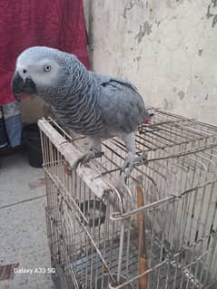African grey parrot for sale 0