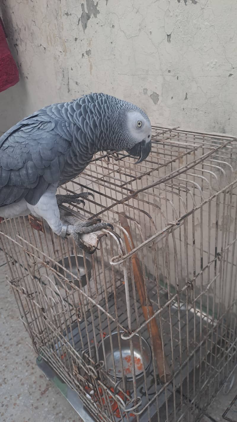 African grey parrot for sale 1