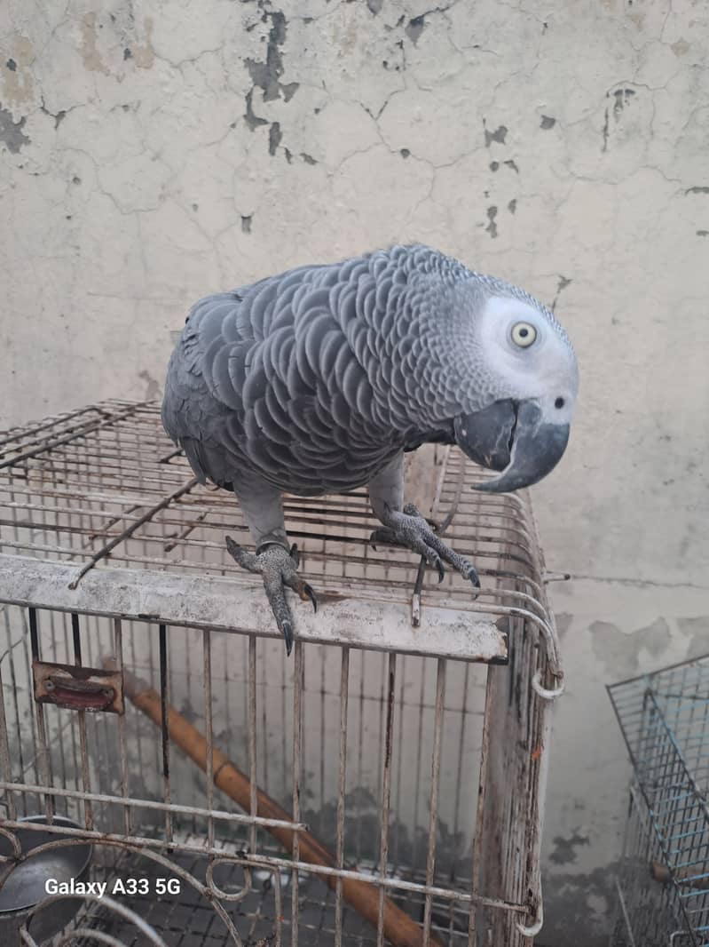 African grey parrot for sale 2
