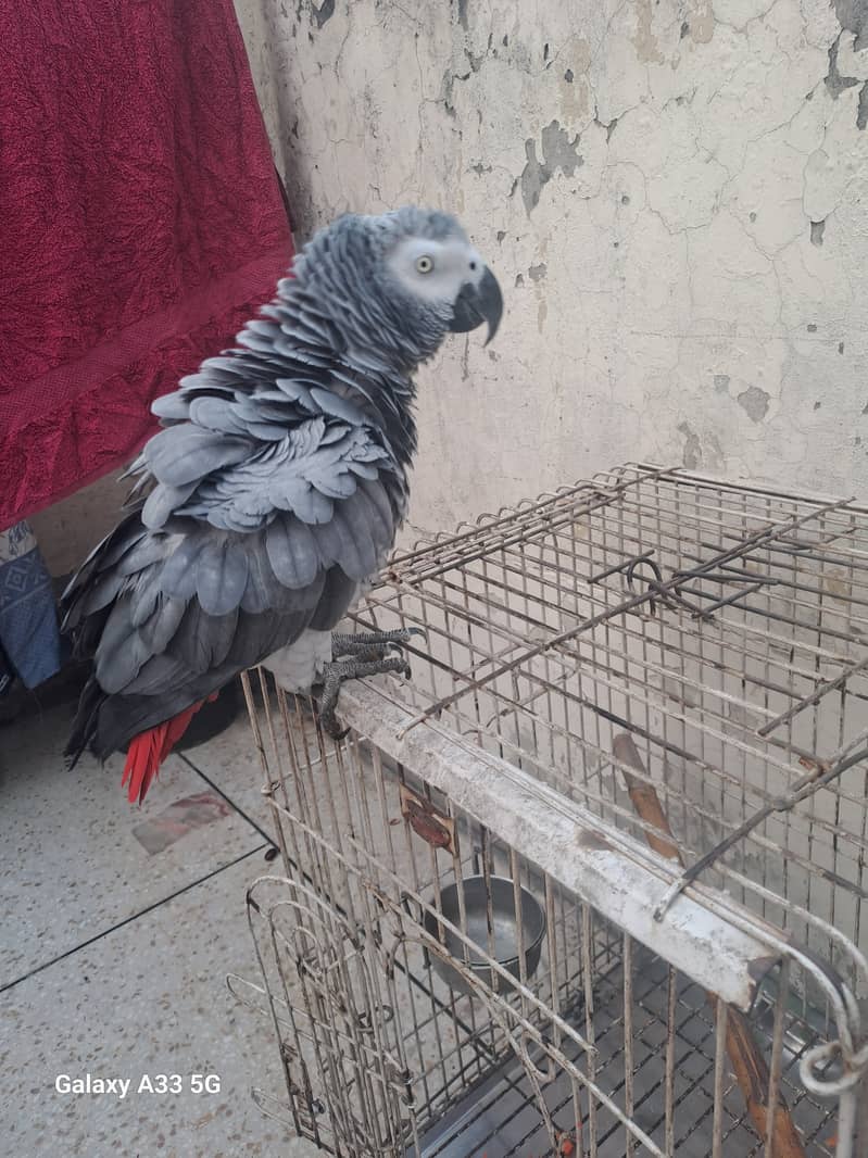 African grey parrot for sale 3