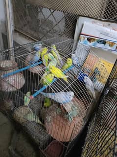 25 to 30 parrots all for sale (urgent)