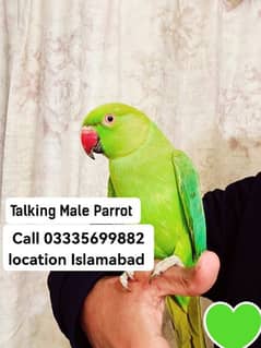 Talking Male Parrot Hand Tamed Full Friendly Jumbo Size