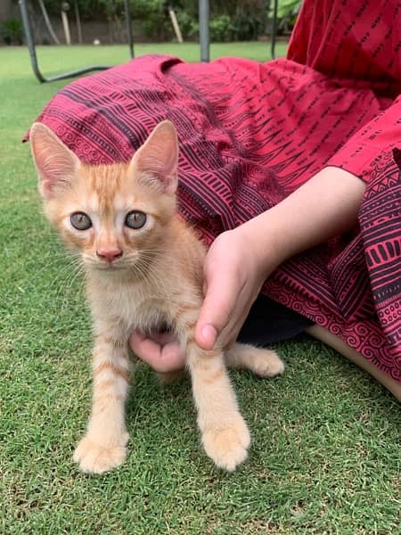 2 month old mixed breed kitten 1