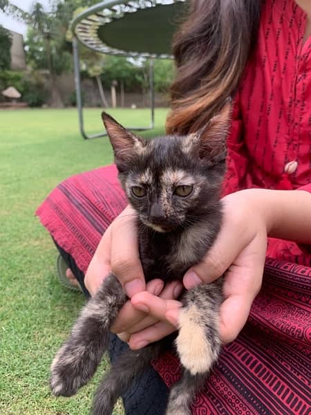 2 month old mixed breed kitten 3