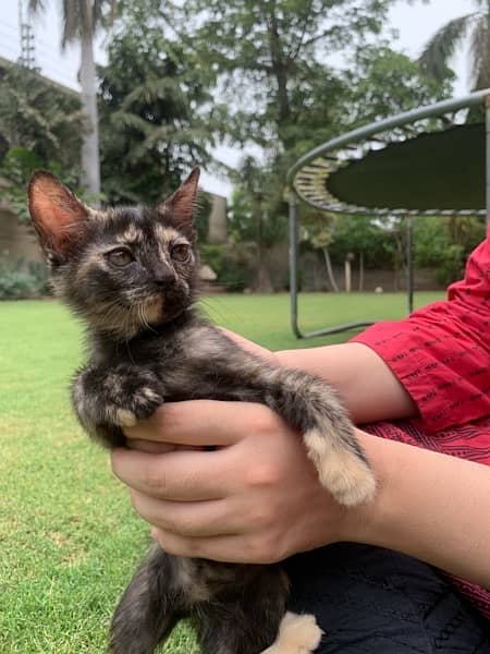 2 month old mixed breed kitten 4