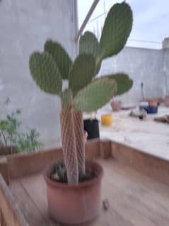 cactus 0