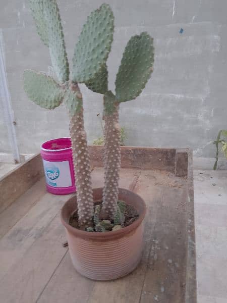 cactus 2