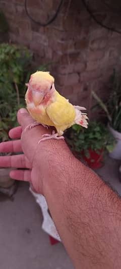 Hand tame fly tame lovebird Latino patha