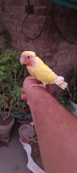 Hand tame fly tame lovebird Latino patha 2