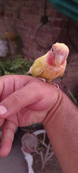 Hand tame fly tame lovebird Latino patha 3