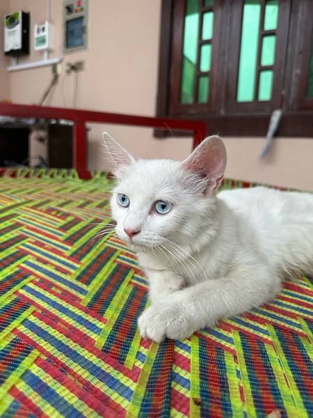 Persian female cat 4