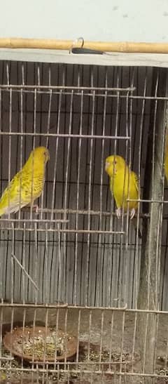 with cage 3 pair hn sath 2 pair read ayi hn ek pair dove common 0