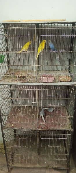 with cage 3 pair hn sath 2 pair read ayi hn ek pair dove common 1