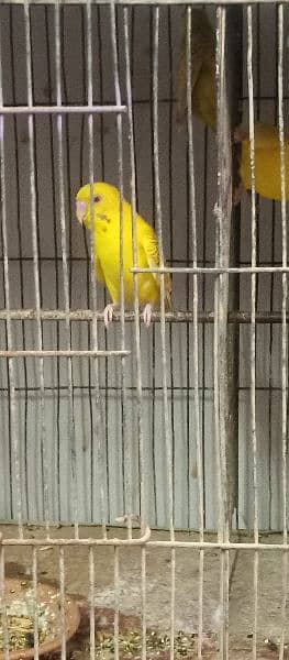 with cage 3 pair hn sath 2 pair read ayi hn ek pair dove common 3
