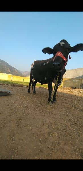 cow for sale in E-10 Islamabad 1