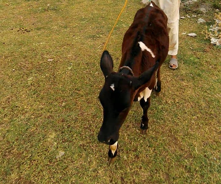cow for sale in E-10 Islamabad 2