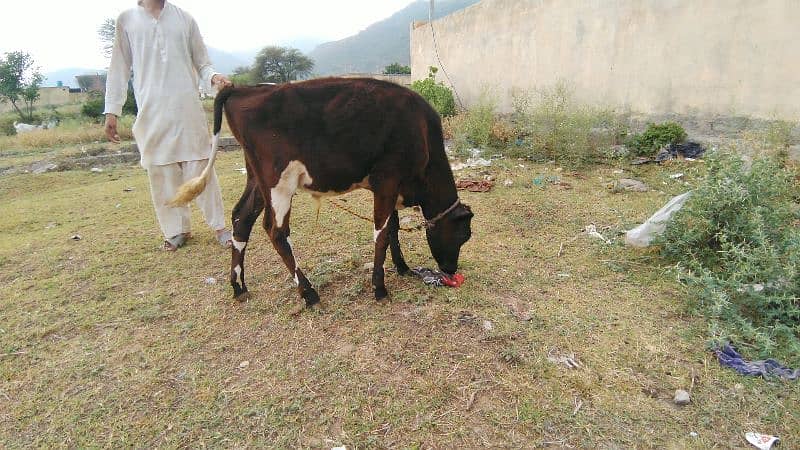 cow for sale in E-10 Islamabad 3