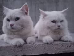 Turkish Angora Cat pair 0