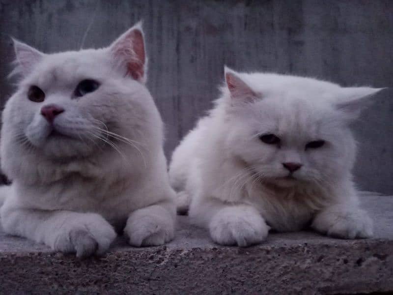 Turkish Angora Cat pair 1