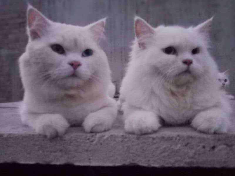Turkish Angora Cat pair 2