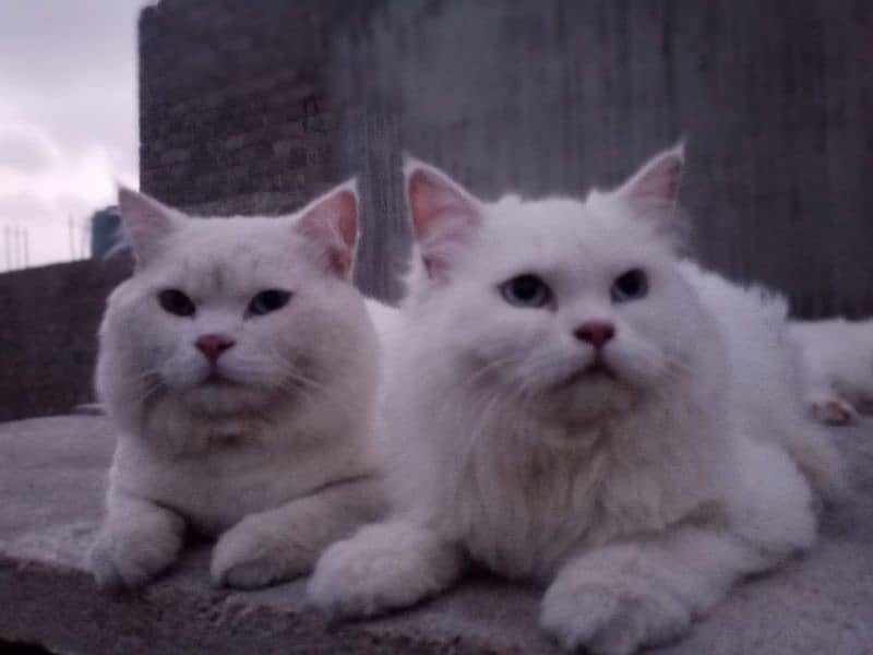 Turkish Angora Cat pair 3