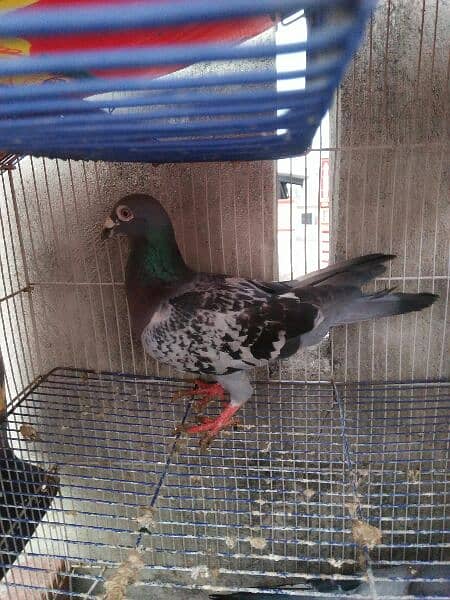 Qasid Male for Sale 0