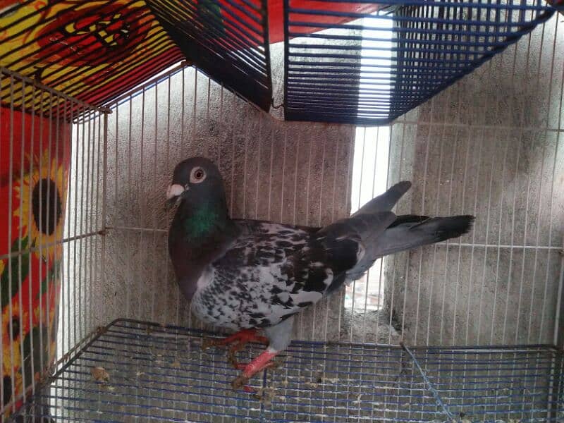 Qasid Male for Sale 1