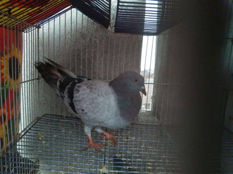 Qasid Male for Sale 2