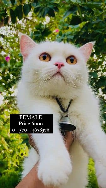 1 Persian male and 3 Persian female for sale (+92 370 4678376) 1