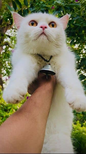1 Persian male and 3 Persian female for sale (+92 370 4678376) 2