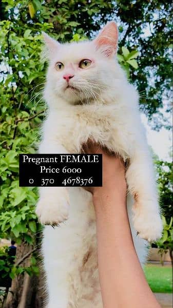 1 Persian male and 3 Persian female for sale (+92 370 4678376) 3