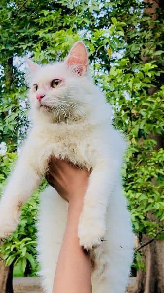 1 Persian male and 3 Persian female for sale (+92 370 4678376) 4