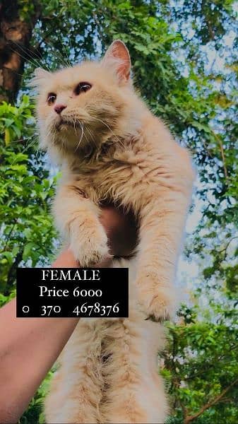 1 Persian male and 3 Persian female for sale (+92 370 4678376) 5