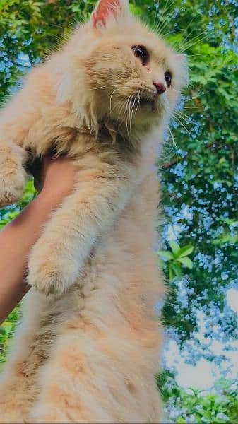 1 Persian male and 3 Persian female for sale (+92 370 4678376) 6
