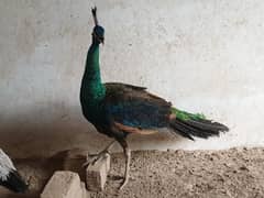 Jawa Cross Peacock