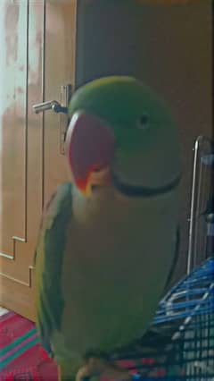 Bolney wala parrot