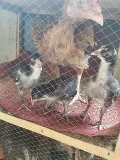 Aseel mianwali chicks murgi k sath for sale korangi karachi