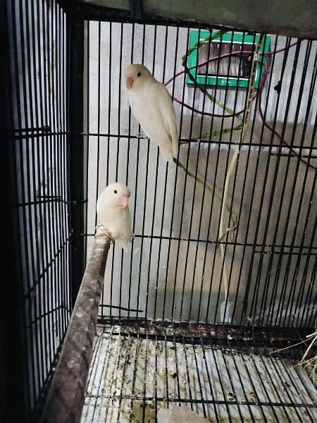 Albino Split ino X Albino split ino Pair with 2 chicks Albino Red Eye 2