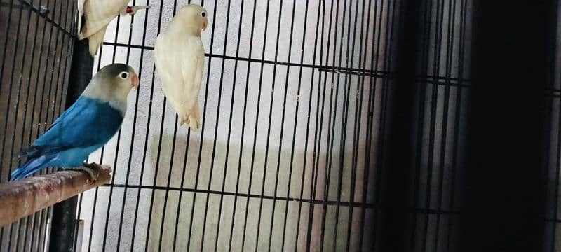 Albino Split ino X Albino split ino Pair with 2 chicks Albino Red Eye 5