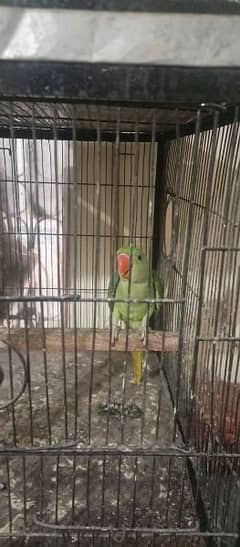 HAND TAME RAW MALE PARROT FOR SALE TALKING AGE 0