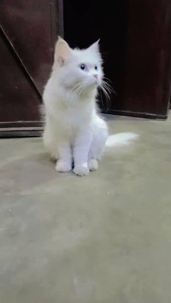 Persian cat 3