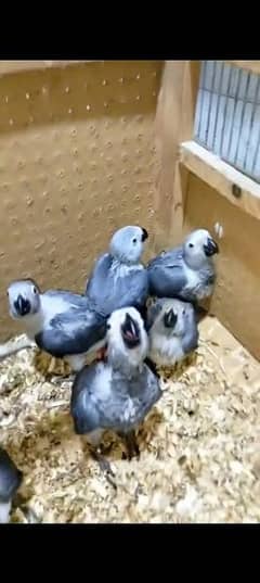 African grey parrot chicks 03194340226