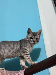 Adorable 5-Month-Old Female American Kitten for Sale