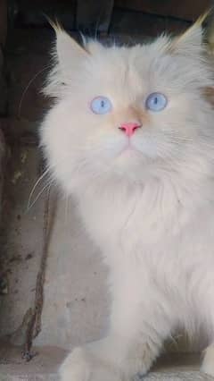 Persian male cat triple coat